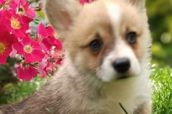 Corgie gallese cuccioli in vendita corgiegallesecuccioliinvendita12345678.jpg