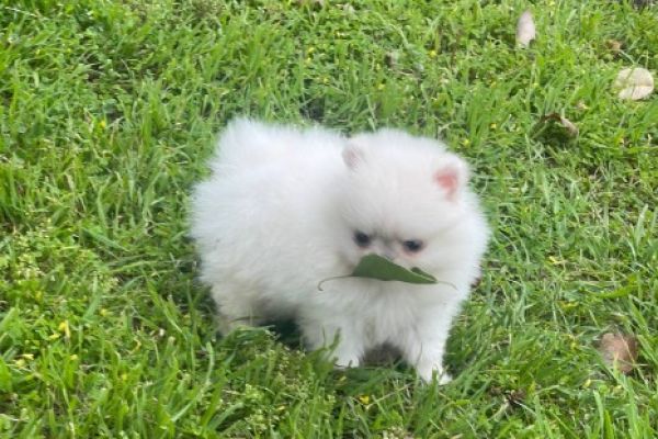 Spitz di Pomerania cuccioli in vendita spitzdipomeraniacuccioliinvend1.jpg