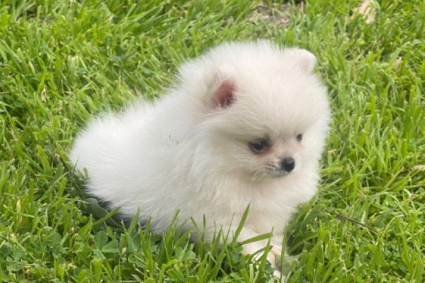 Spitz di Pomerania cuccioli in vendita spitzdipomeraniacuccioliinvend12.jpg