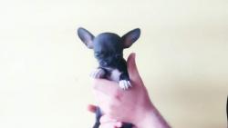 Chihuahua mini toy Chihuahuaminitoy.jpg