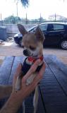 Chihuahua mini toy Chihuahuaminitoy123.jpg