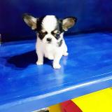 Chihuahua mini toy Chihuahuaminitoy1234.jpg