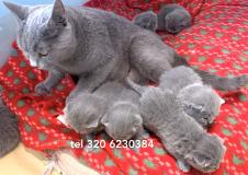 British Shorthair blue BritishShorthairblue-5f018b78897c8.jpg