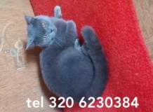 British Shorthair blue BritishShorthairblue.jpg