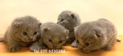 British Shorthair blue BritishShorthairblue1.jpg