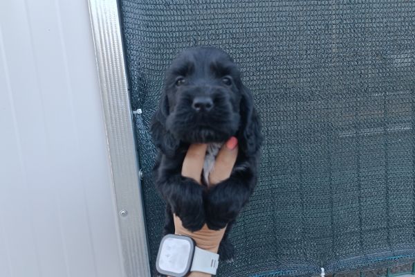 Cocker Spaniel inglese con Pedigree cockerspanielingleseconpedigre.jpeg