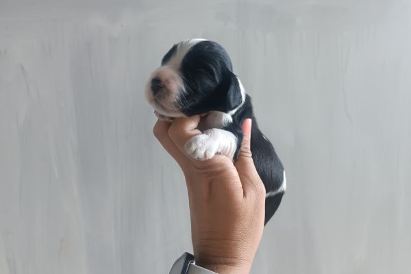 Cocker Spaniel inglese con Pedigree cockerspanielingleseconpedigre.jpg