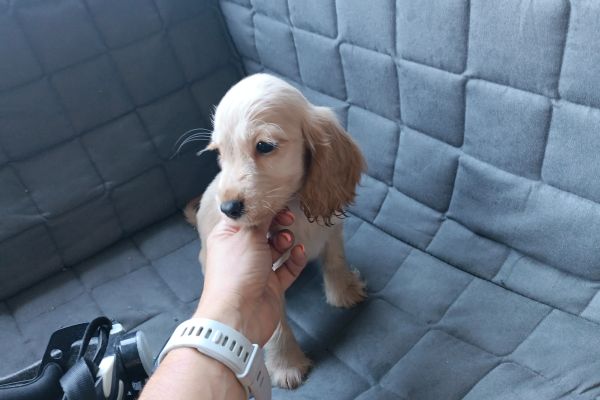Cocker Spaniel inglese con Pedigree cockerspanielingleseconpedigre1.jpeg