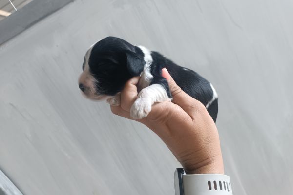 Cocker Spaniel inglese con Pedigree cockerspanielingleseconpedigre1.jpg