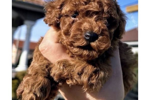 Barboncini Mini Toy barbonciniminitoy.jpeg