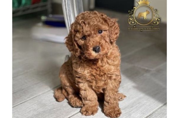 Barboncini Mini Toy barbonciniminitoy1.jpeg