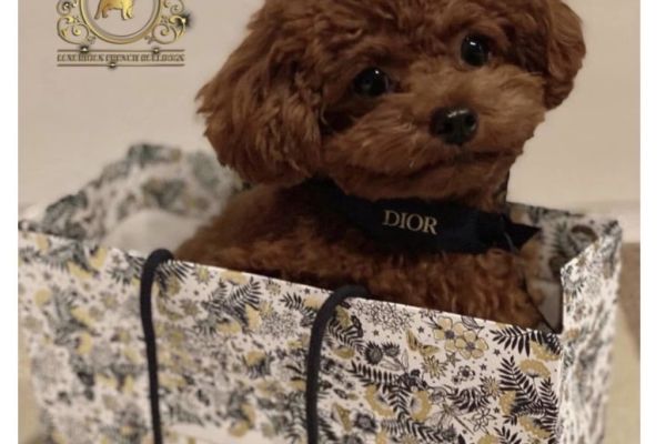 Barboncini Mini Toy barbonciniminitoy12.jpeg