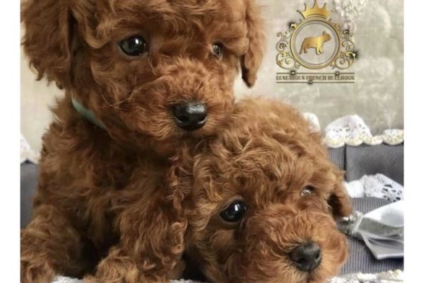 Barboncini Mini Toy barbonciniminitoy123.jpeg