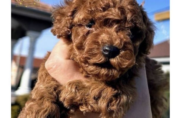 Barboncini Mini Toy barbonciniminitoy12345.jpeg