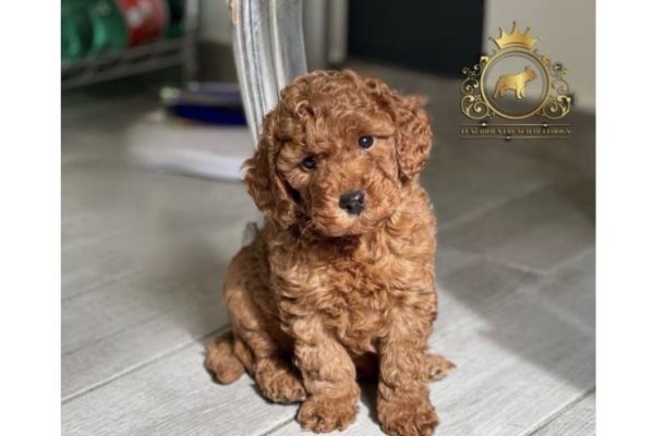 Barboncini Mini Toy barbonciniminitoy123456.jpeg