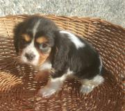 Cucciolo Cavalier King CuccioliCavalierKing-5a575e3e3fdbb.jpg