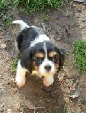 Cucciolo Cavalier King CuccioliCavalierKing-5a575e40ba25b.jpg