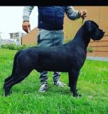 Maschio cane corso Maschiocanecorso-5eb3def488daf.jpg