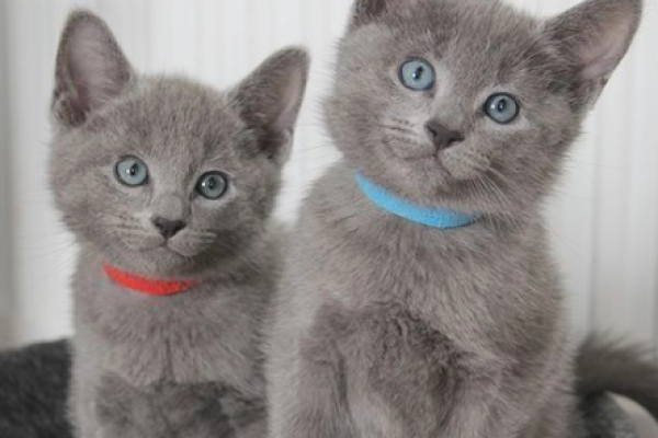 Ultime due cucciole di Blue di Russia ultimeduecuccioledibluedirussi1.png