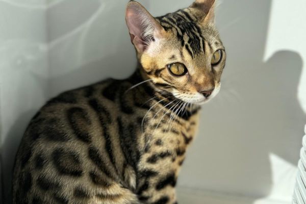 gattini del bengala in vendita gattinidelbengalainvendita-66dda94146901.jpg