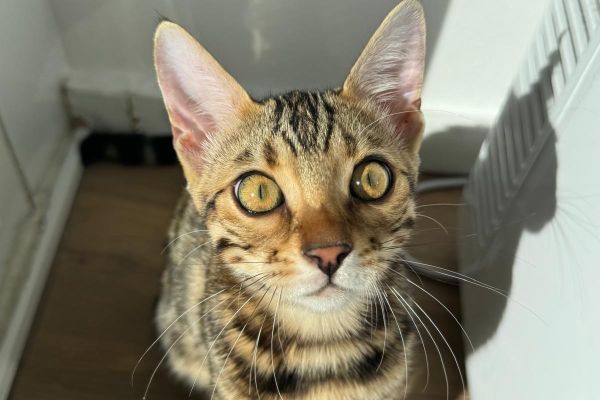 gattini del bengala in vendita gattinidelbengalainvendita-66dda9418ab78.jpg
