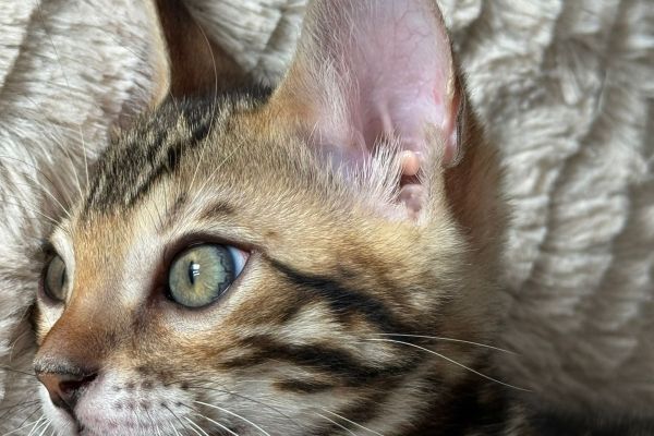 gattini del bengala in vendita gattinidelbengalainvendita-66dda942a94a8.jpg