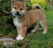 Cuccioli di Shiba Inu giapponesi CucciolidiShibaInugiapponesi.png