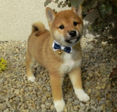 Cuccioli di Shiba Inu giapponesi CucciolidiShibaInugiapponesi1.png