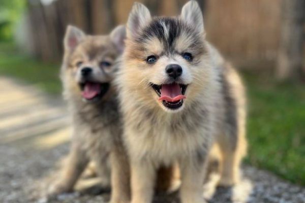 Pomsky BELLISSIMI cuccioli pomskybellissimicuccioli.jpg