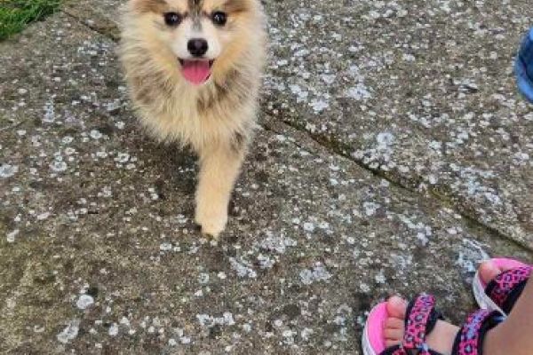 Pomsky BELLISSIMI cuccioli pomskybellissimicuccioli1.jpg