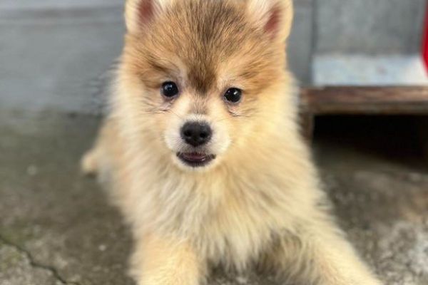 Pomsky BELLISSIMI cuccioli pomskybellissimicuccioli12.jpg