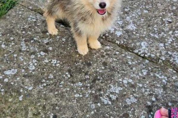 Pomsky BELLISSIMI cuccioli pomskybellissimicuccioli1234.jpg
