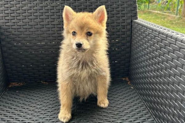 Pomsky BELLISSIMI cuccioli pomskybellissimicuccioli12345.jpg