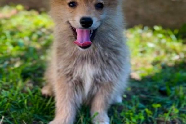 Pomsky BELLISSIMI cuccioli pomskybellissimicuccioli123456.jpg