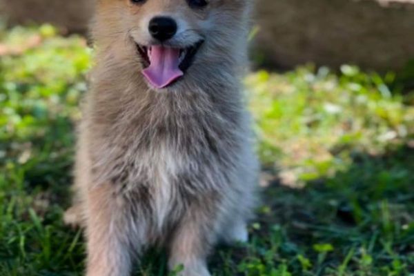 Pomsky BELLISSIMI cuccioli pomskybellissimicuccioli12345678.jpg