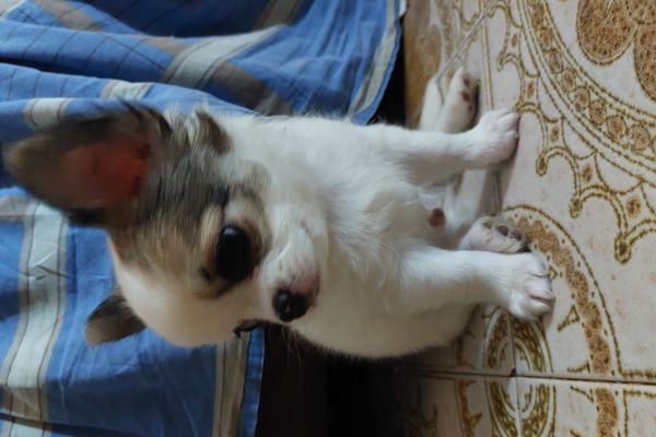 Cucciolo di chihuahua pelo lungo cucciolodichihuahuapelolungo.jpg