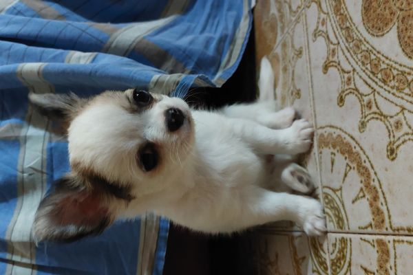 Cucciolo di chihuahua pelo lungo cucciolodichihuahuapelolungo1.jpg
