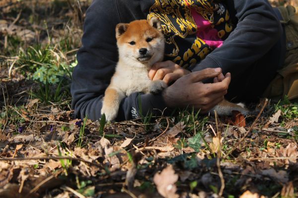 Cuccioli shiba inu cucciolishibainu-67dd4327efd31.jpeg