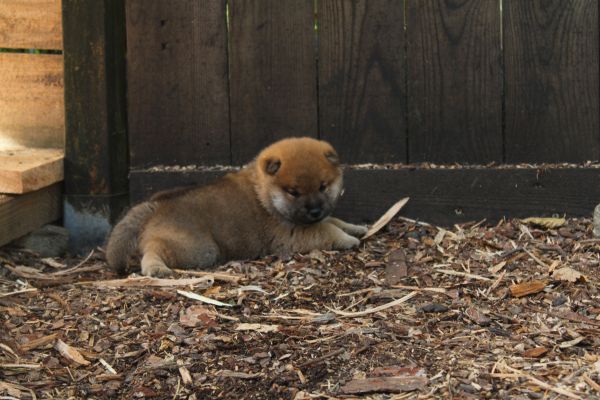 Cucciollo shiba inu con pedigree. cucciolloshibainuconpedigree-6859aa1b8b75f.jpeg