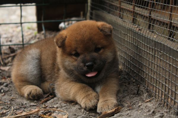 Cucciollo shiba inu con pedigree. cucciolloshibainuconpedigree-6860465d66df5.jpeg