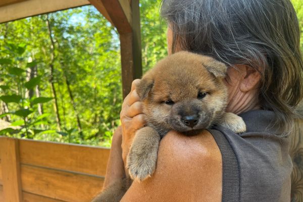 Cucciollo shiba inu con pedigree. cucciolloshibainuconpedigree-68693fea23f3f.jpeg