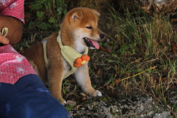 Cucciollo shiba inu con pedigree. cucciolloshibainuconpedigree-68aff7b8b030a.jpeg