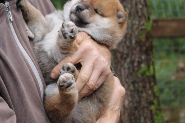 Cucciollo shiba inu con pedigree. cucciolloshibainuconpedigree-68f9f2c1d158c.jpeg