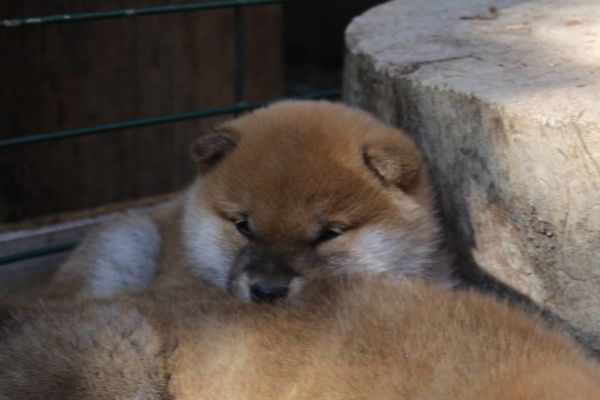 Cucciollo shiba inu con pedigree. cucciolloshibainuconpedigree-68fb5b500779b.jpeg