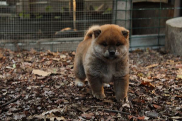 Cucciollo shiba inu con pedigree. cucciolloshibainuconpedigree-68fdd5d397a94.jpeg