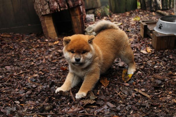 Cucciollo shiba inu con pedigree. cucciolloshibainuconpedigree-6907a20c7fb4d.jpeg