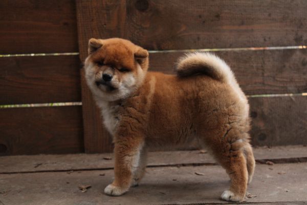Cucciollo shiba inu con pedigree. cucciolloshibainuconpedigree-690e60f2f3fdc.jpeg