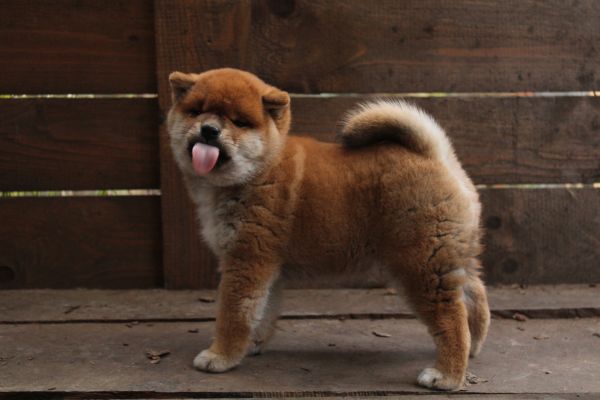 Cucciollo shiba inu con pedigree. cucciolloshibainuconpedigree-690eecece3c0c.jpeg