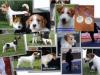 Jack Russell Terrier - Cuccioli Altamente Selezionati 428582a.jpg