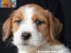Jack Russell Terrier - Cuccioli Altamente Selezionati 428582b.jpg